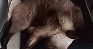 Kyo participe au concours pour gagner de l'argent avec cette photo : animal, black, cat, chair, cozy, curled_up, cushion, cute, domestic, fur, furry, indoor, mammal, paw, pet, relaxed, resting, siamese, sleeping, whiskers