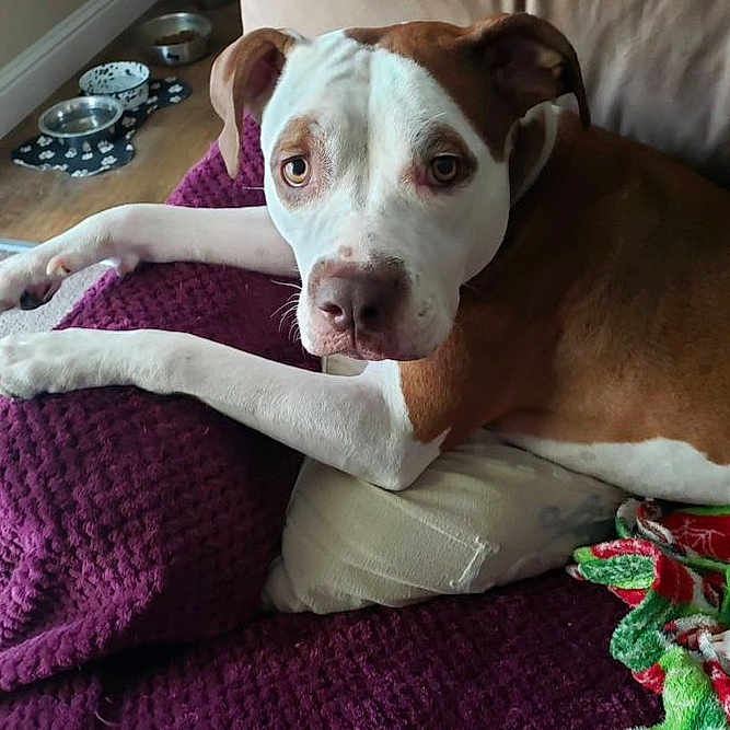 Peaches is registered to the contest to win money with this photo: animal, ball, blanket, boxer, bulldog, canine, couch, cushion, dog, football, furniture, homedecor, hound, pet, pillow, pitbull, pointer, puppy, snout, soccer