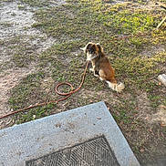 Shadow is registered to the contest to win money with this photo: dog, grass, leash, outdoor, yard, mat, concrete, pet, small_dog, curious, brown_fur, tail, sunlight, shadow, nature, ground, backyard, sitting, looking_back, daylight