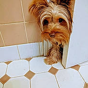 Lola is registered to the contest to win money with this photo: dog, peeking, door, tile_floor, curious, indoor, brown_fur, ears, small_dog, pet, animal, closeup, floor_tiles, wall, home, cute, fur, watchful, waiting, corner