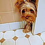 dog, peeking, door, tile_floor, curious, indoor, brown_fur, ears, small_dog, pet, animal, closeup, floor_tiles, wall, home, cute, fur, watchful, waiting, corner