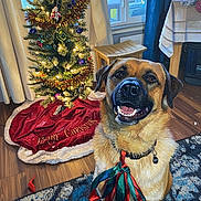 Harley is registered to the contest to win money with this photo: dog, christmas_tree, holiday, festive, christmas_decorations, pet, portrait, smiling, open_mouth, collar, ribbons, tree_skirt, ornaments, string_lights, indoor, living_room, rug, wood_floor, window, fireplace