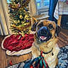 dog, christmas_tree, holiday, festive, christmas_decorations, pet, portrait, smiling, open_mouth, collar, ribbons, tree_skirt, ornaments, string_lights, indoor, living_room, rug, wood_floor, window, fireplace