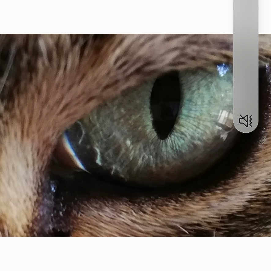 Brigitte Ayala participe au concours pour gagner de l'argent avec cette photo : animal, animal_eye, cat, close_up, closeup, detail, domestic_cat, eye, face_part, feline, focus, fur, green_eye, macro, mammal, nature, pet, portrait, texture, whiskers