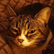 Kiara participe au concours pour gagner de l'argent avec cette photo : cat, tabby_cat, pet, animal, feline, whiskers, ears, nose, face, fur, sleepy, blanket, pattern, cozy, indoor, close_up, warm_light, resting, comfort, domestic