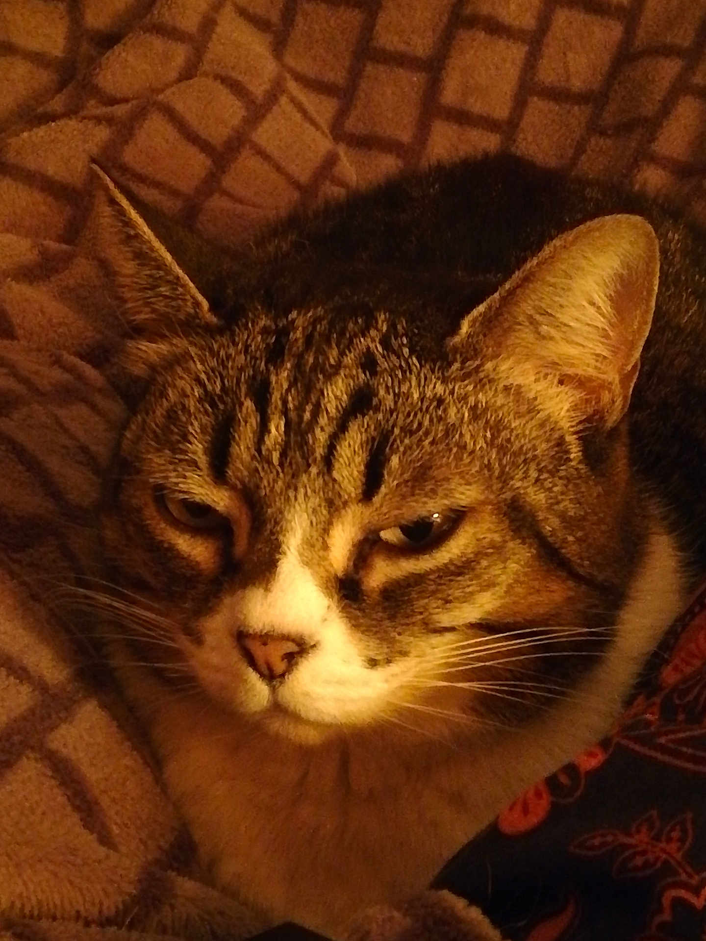 Kiara participe au concours pour gagner de l'argent avec cette photo : cat, tabby_cat, pet, animal, feline, whiskers, ears, nose, face, fur, sleepy, blanket, pattern, cozy, indoor, close_up, warm_light, resting, comfort, domestic