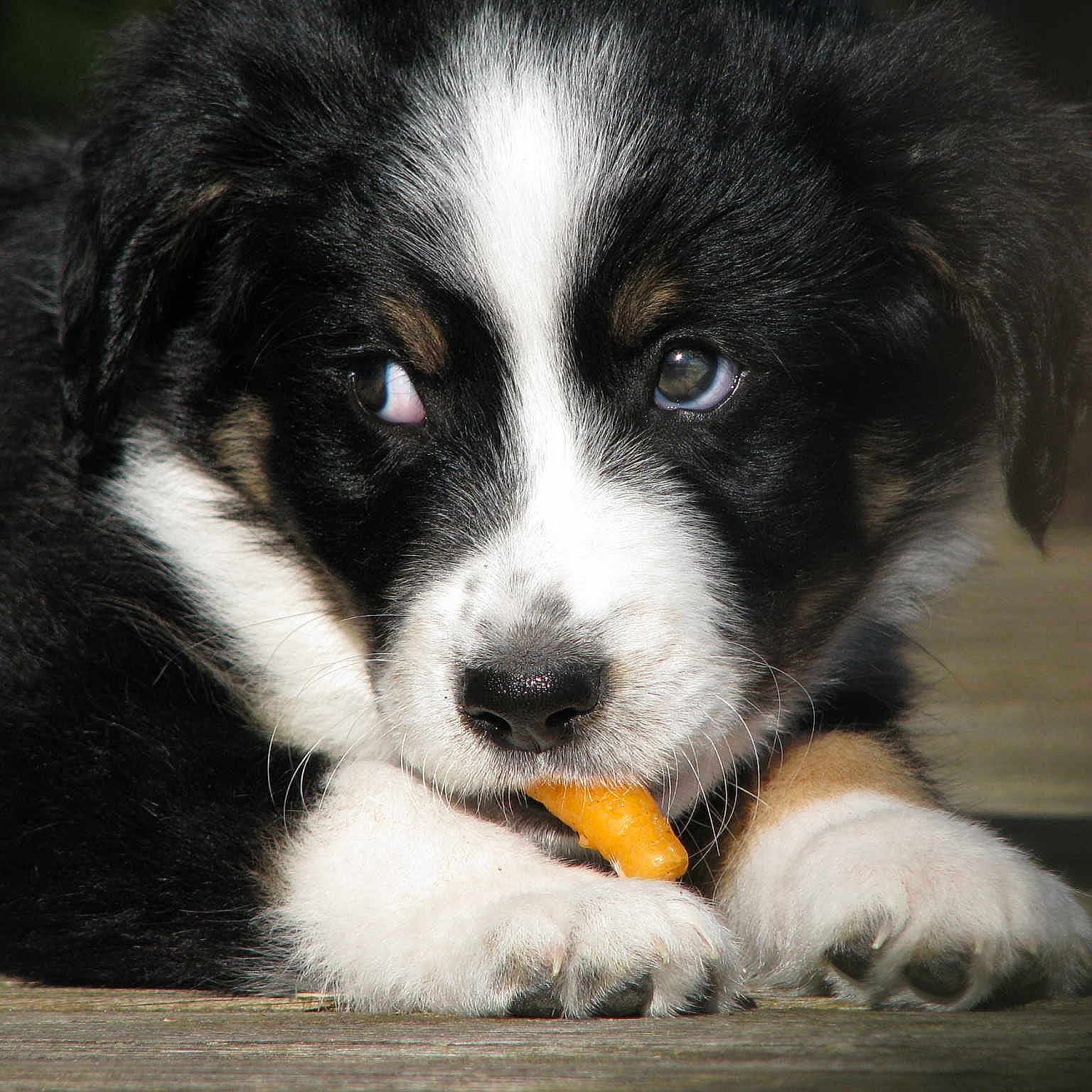 Junkee participe au concours pour gagner de l'argent avec cette photo :