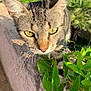 Juliette participe au concours pour gagner de l'argent avec cette photo : cat, tabby, animal, pet, outdoor, green_leaves, concrete, sunlight, close_up, whiskers, ears, nature, curious, feline, yellow_eyes, plant, wall, daylight, texture, portrait