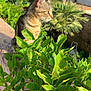 Juliette participe au concours pour gagner de l'argent avec cette photo : cat, tabby_cat, green_leaves, plants, stone_wall, outdoor, garden, sunlight, daytime, nature, animal, pet, house, roof, background, feline, curious, profile, leafy, residential_area