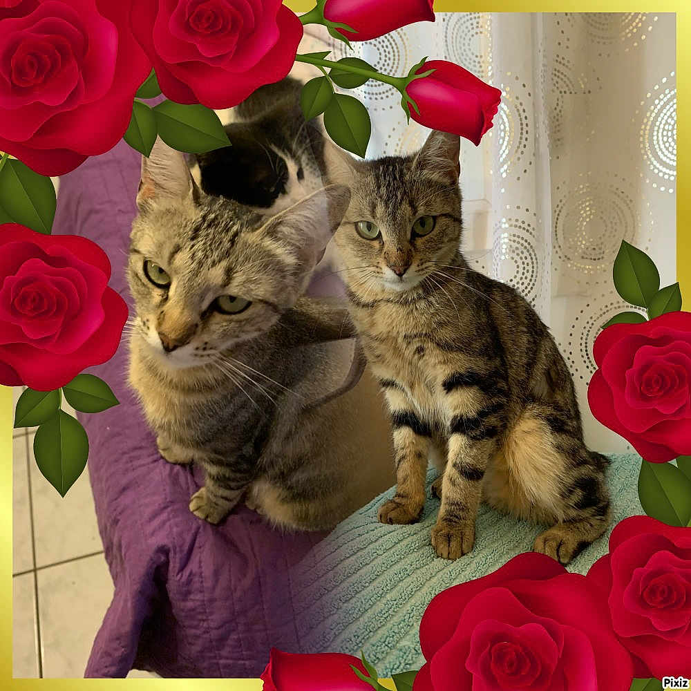 Juliette participe au concours pour gagner de l'argent avec cette photo : cat, tabby_cat, indoor, blanket, purple_blanket, blue_blanket, curtain, rose_border, floral_frame, pet, feline, animal, sitting, green_eyes, striped_fur, cozy, cute, domestic_cat, resting, window_curtain