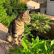 Juliette participe au concours pour gagner de l'argent avec cette photo : cat, tabby_cat, garden, greenery, plants, leaves, wall, sunlight, outdoor, daytime, house, residential, sky, tree, palm_tree, nature, animal, pet, feline, peaceful