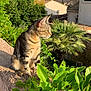 cat, tabby_cat, garden, greenery, plants, leaves, wall, sunlight, outdoor, daytime, house, residential, sky, tree, palm_tree, nature, animal, pet, feline, peaceful