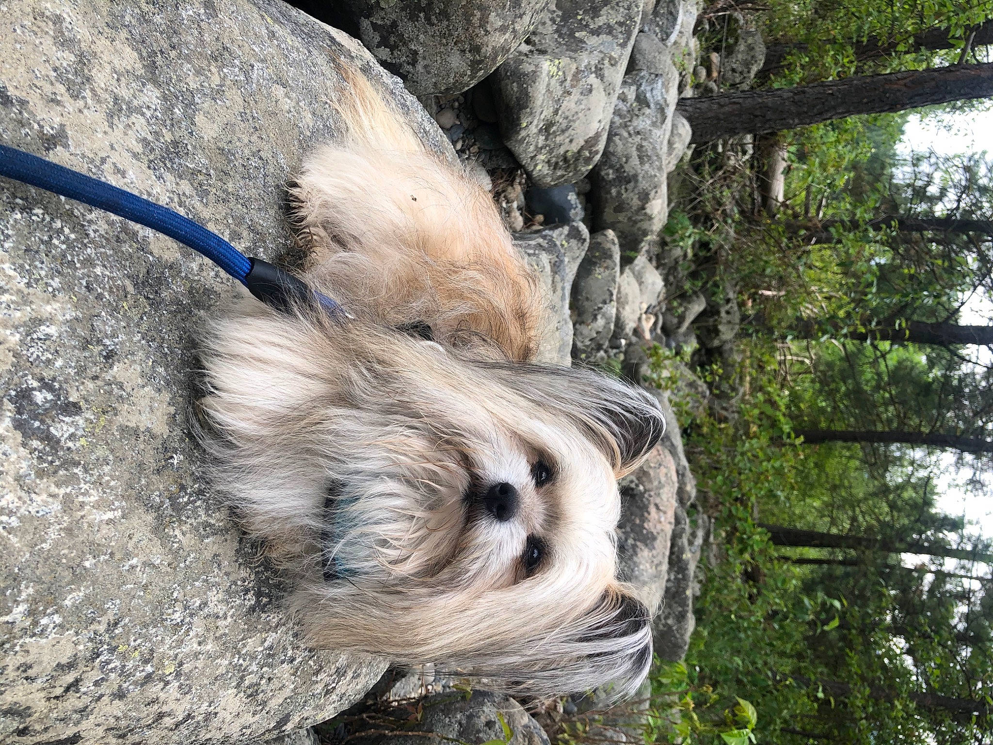 Tucker joined the competition — help win amazing prizes! canidae, carnivore, companion_dog, dog, dog_breed, fawn, forest, fur, liver, plant, snout, sporting_group, tail, terrestrial_animal, terrier, tree, trunk, wildlife, wood, working_animal