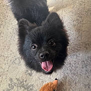 Max is registered to the contest to win money with this photo: dog, black_dog, pet, happy, tongue_out, fluffy, toy, carpet, indoor, cute, animal, looking_up, playful, fur, small_dog, companion, domestic_animal, mouth_open, ears, adorable