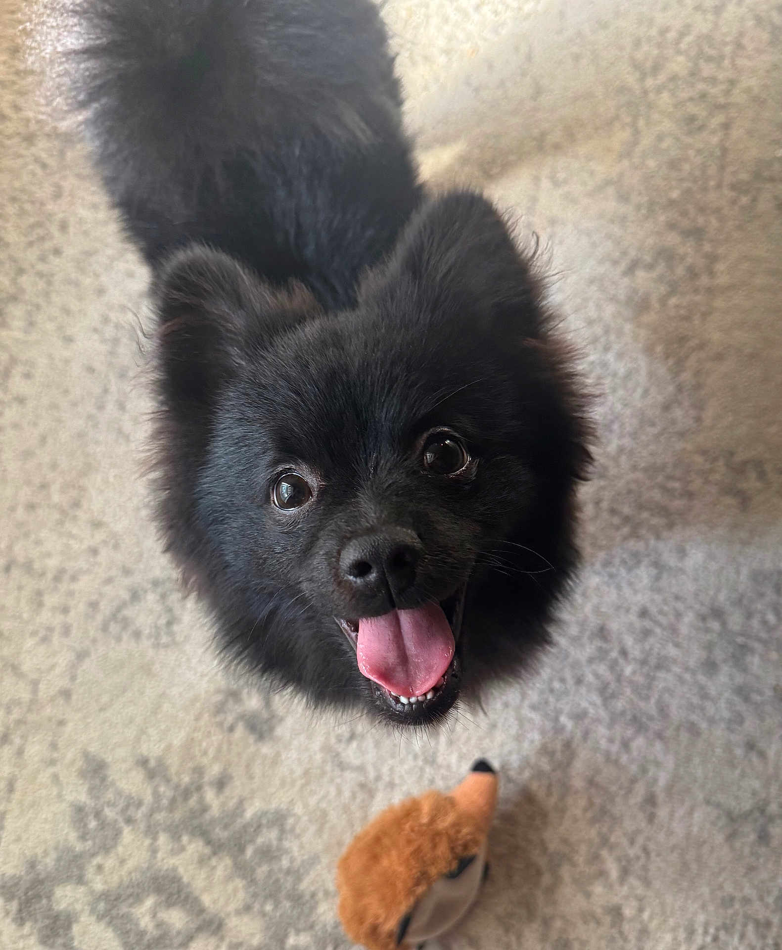 Max is registered to the contest to win money with this photo: dog, black_dog, pet, happy, tongue_out, fluffy, toy, carpet, indoor, cute, animal, looking_up, playful, fur, small_dog, companion, domestic_animal, mouth_open, ears, adorable