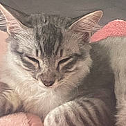 Grey participe au concours pour gagner de l'argent avec cette photo : cat, sleeping, closeup, pet, feline, striped, tabby, ears, paw, blanket, soft, cute, resting, indoor, cozy, fur, whiskers, relaxation, pink, comfort