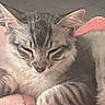 cat, sleeping, closeup, pet, feline, striped, tabby, ears, paw, blanket, soft, cute, resting, indoor, cozy, fur, whiskers, relaxation, pink, comfort