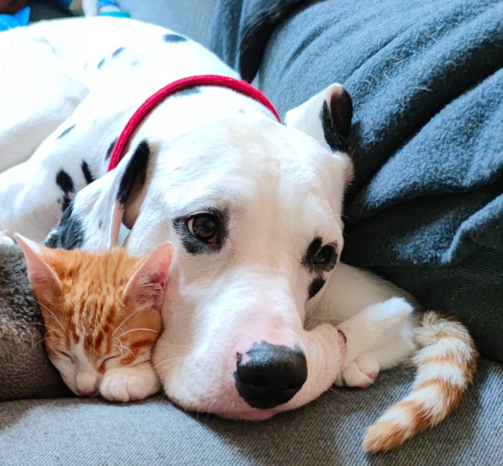 Pongo participe au concours pour gagner de l'argent avec cette photo : canidae, carnivore, cat, collar, comfort, companion_dog, dog, dog_breed, dog_collar, fang, fawn, felidae, fur, paw, small_to_medium_sized_cats, snout, sporting_group, tail, whiskers, working_animal