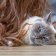 Symba a rejoint le concours — aidez-le/la à gagner de superbes lots ! cat, blue_eyes, fluffy, resting, hair, curly_hair, brown_hair, close_up, indoor, floor, pet, animal, relaxed, cute, whiskers, ears, feline, cozy, soft, portrait