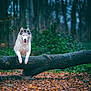 husky, dog, animal, forest, tree, fallen_tree, leaping, outdoor, nature, autumn, leaves, canine, mammal, wildlife, jumping, greenery, woods, fur, blue_eyes, action