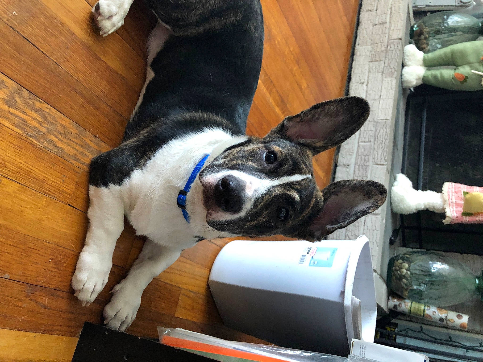 Tonks joined the competition — help win amazing prizes! carnivore, collar, comfort, companion_dog, dog, dog_breed, fawn, felidae, flooring, fur, hardwood, human_leg, lap, shoe, snout, sporting_group, tail, toy, wood, working_animal