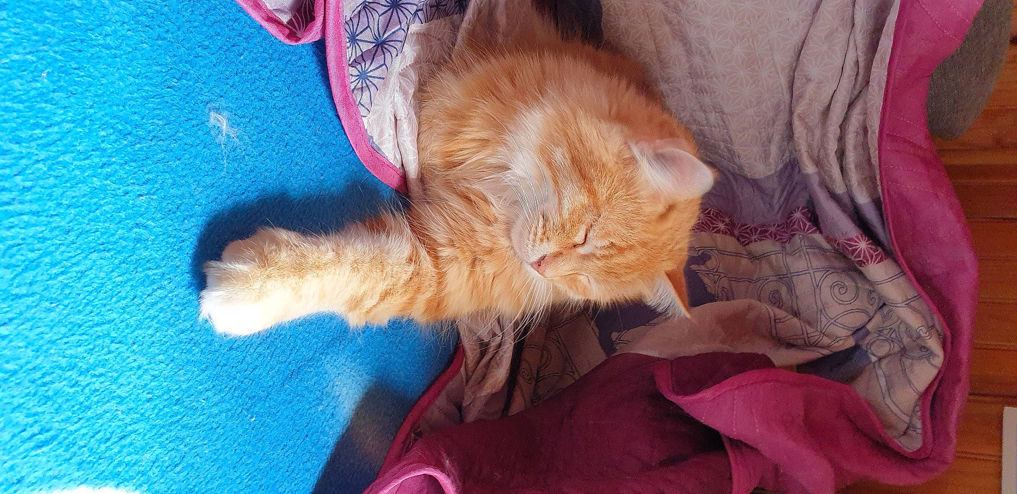 Cannelle participe au concours pour gagner de l'argent avec cette photo : canidae, carnivore, cat, claw, comfort, companion_dog, dog_breed, domestic_short_haired_cat, ear, electric_blue, fawn, felidae, foot, fur, human_leg, paw, small_to_medium_sized_cats, snout, tail, whiskers