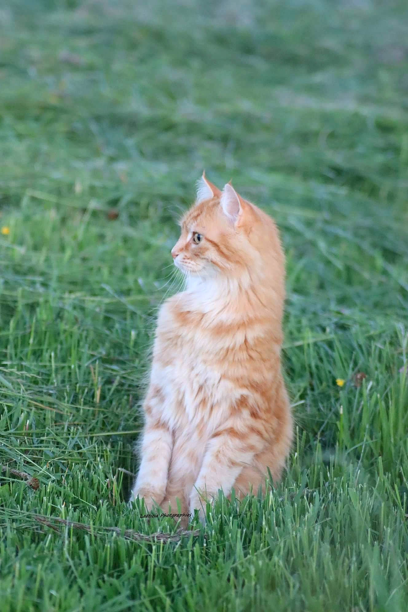 Cannelle a rejoint le concours — aidez-le/la à gagner de superbes lots ! carnivore, cat, domestic_short_haired_cat, fawn, felidae, flooring, fur, grass, grassland, groundcover, lawn, plant, prairie, sitting, small_to_medium_sized_cats, snout, tail, terrestrial_animal, whiskers, wood