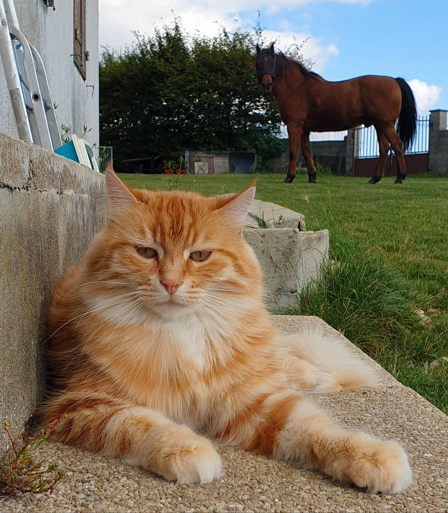 Cannelle a rejoint le concours — aidez-le/la à gagner de superbes lots ! carnivore, cat, cloud, fawn, felidae, fur, grass, horse, plant, road_surface, sky, small_to_medium_sized_cats, snout, tail, terrestrial_animal, tree, whiskers, wildlife, window, wood