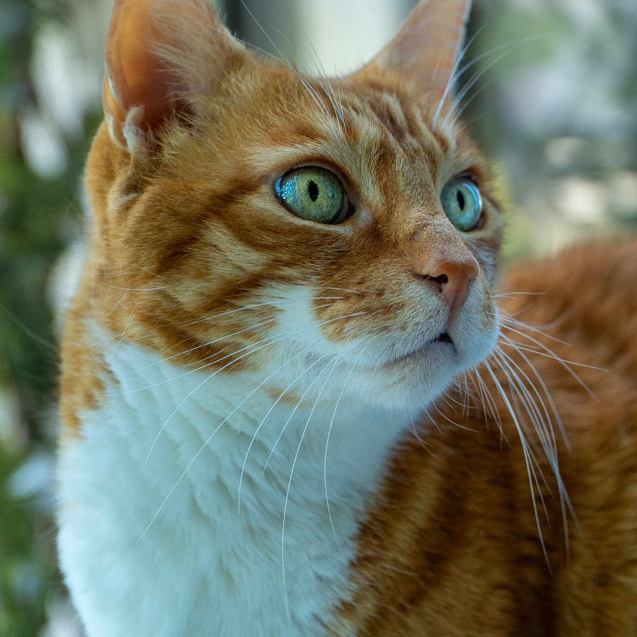 Ramses participe au concours pour gagner de l'argent avec cette photo : alert, animal, cat, close_up, curious, cute, domestic_cat, feline, focused, fur_texture, green_eyes, indoor, orange_cat, pet, portrait, side_view, soft_light, whiskers, white_fur, window_light