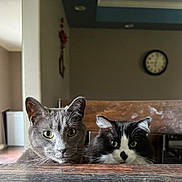 Colby is registered to the contest to win money with this photo: cat, cats, gray_cat, tuxedo_cat, animal, pet, feline, whiskers, ears, eyes, portrait, close_up, indoors, home, wooden_table, furniture, wall_clock, curious, staring, funny