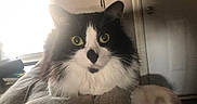 Colby is registered to the contest to win money with this photo: cat, kitten, tuxedo_cat, black_and_white, pet, animal, feline, whiskers, green_eyes, wide_eyed, sitting, blanket, couch, indoors, home, window, backlighting, close_up, fluffy, portrait