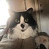 cat, kitten, tuxedo_cat, black_and_white, pet, animal, feline, whiskers, green_eyes, wide_eyed, sitting, blanket, couch, indoors, home, window, backlighting, close_up, fluffy, portrait