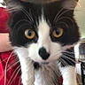 Colby is registered to the contest to win money with this photo: cat, black_and_white_cat, pet, animal, kitten, tuxedo_cat, yellow_eyes, whiskers, close_up, portrait, being_held, indoor, red_shirt, blue_banner, text_overlay, wide_eyed, fluffy, white_paws, playful, photograph