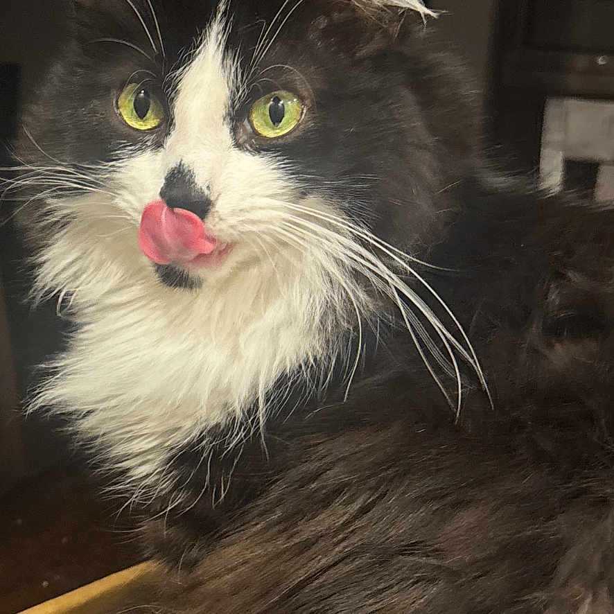 Colby is registered to the contest to win money with this photo: cat, black_and_white, fluffy, long_hair, green_eyes, animal, pet, portrait, close_up, sitting, cardboard_box, indoors, whiskers, tongue, licking, nose, fur, feline, home, photography