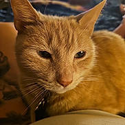 Tommy is registered to the contest to win money with this photo: animal, cat, close_up, companion, domestic_cat, ears, feline, fur, ginger_cat, household, indoor, lap, pet, portrait, relaxed, resting, sleepy, soft_light, warm_tones, whiskers
