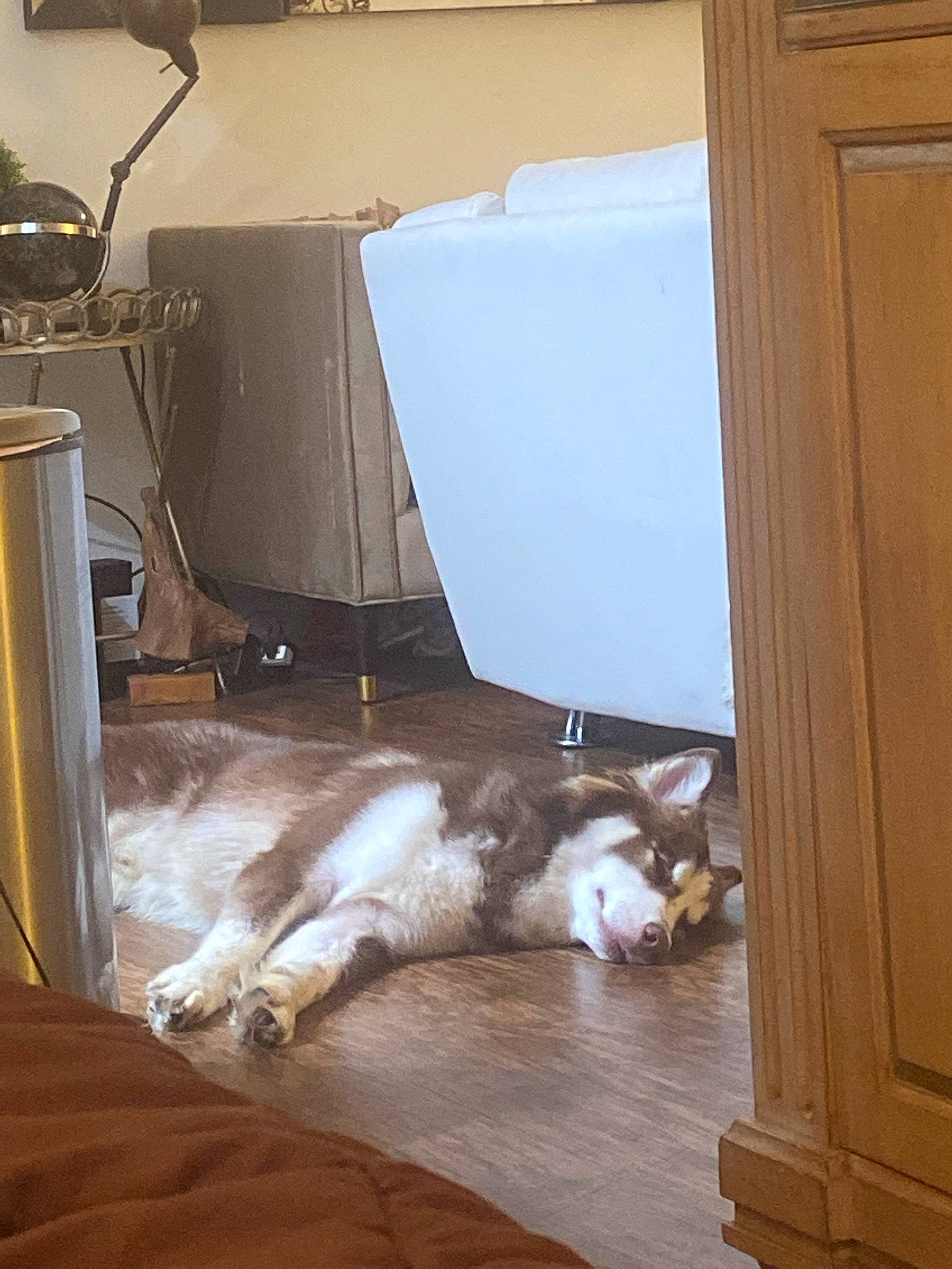 Kodak joined the competition — help win amazing prizes! cabinetry, carnivore, comfort, companion_dog, dog, dog_breed, door, fawn, felidae, floor, flooring, fur, hardwood, plywood, room, small_to_medium_sized_cats, tail, window, wood, wood_flooring