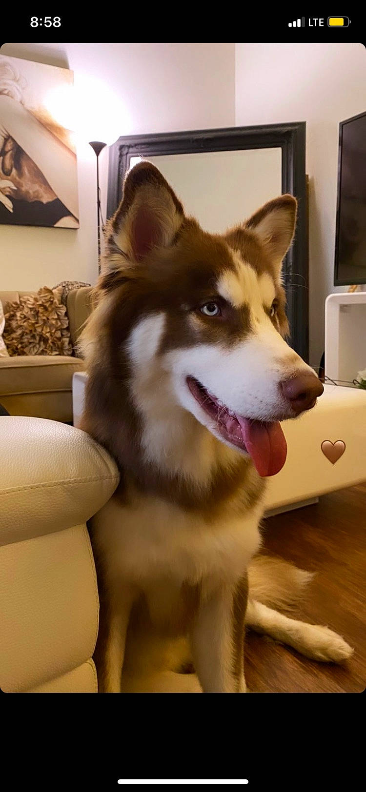 Kodak joined the competition — help win amazing prizes! ancient_dog_breeds, canis, carnivore, collar, companion_dog, dog, dog_breed, door, flooring, fur, herding_dog, home_appliance, pet_supply, sled_dog, snout, sporting_group, whiskers, wood, working_animal, working_dog