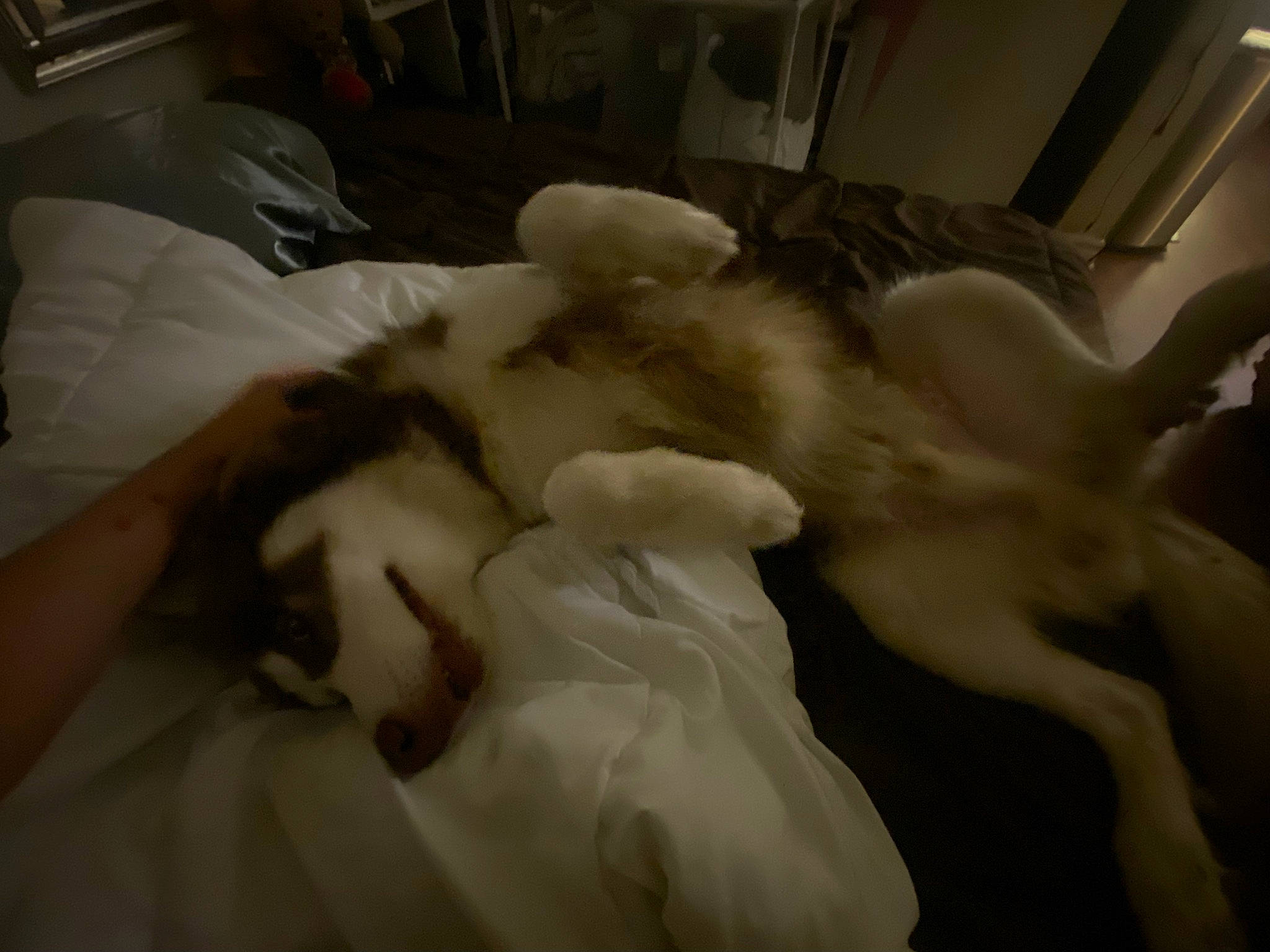 Kodak joined the competition — help win amazing prizes! bedding, carnivore, comfort, companion_dog, dog, dog_breed, duvet, fawn, felidae, fur, gesture, linens, small_to_medium_sized_cats, snout, sporting_group, tail, trunk, whiskers, wood, working_animal