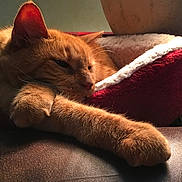 Sullivan joined the competition — help win amazing prizes! animal, cat, close_up, cozy, cute, domestic_cat, feline, fur, ginger_cat, home, indoor, mammal, paw, pet_bed, portrait, relaxed, resting, sleepy, soft_light, whiskers