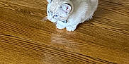 Jerry is registered to the contest to win money with this photo: kitten, cat, animal, pet, fur, wooden_floor, indoor, young, small, cute, curious, sitting, domestic, feline, whiskers, tail, ears, collar, reflection, flooring