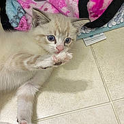 Jerry is registered to the contest to win money with this photo: kitten, cat, paw, blue_eyes, floor, tile, blanket, pink, white, fur, pet, cute, indoor, animal, curious, young, small, reaching, cozy, soft