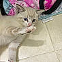 kitten, cat, paw, blue_eyes, floor, tile, blanket, pink, white, fur, pet, cute, indoor, animal, curious, young, small, reaching, cozy, soft