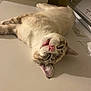 Jerry is registered to the contest to win money with this photo: cat, sleepy, lying_down, indoor, pet, feline, whiskers, pink_nose, fur, close_up, relaxed, domestic_animal, ears, mouth_open, resting, animal, cute, tabby, light, surface