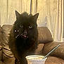 cat, black_cat, yogurt, spoon, container, couch, curtains, living_room, fur, pet, food, licking, messy, close_up, indoor, upholstery, green_eyes, whiskers, snack_thief, home