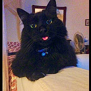 Rosen joined the competition — help win amazing prizes! cat, black_cat, tongue_out, fluffy, domestic_cat, pet, collar, bell, whiskers, green_eyes, close_up, portrait, indoor, bed, furniture, mirror, fan, paws, cozy, sitting