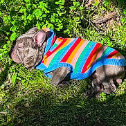 Humphry is registered to the contest to win money with this photo: animal, clover, colorful_sweater, cozy, cute, daylight, dog, french_bulldog, grass, greenery, nature, outdoor, peaceful, pet, puppy, resting, sleeping, small_dog, striped_clothing, sunlight