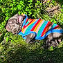 animal, clover, colorful_sweater, cozy, cute, daylight, dog, french_bulldog, grass, greenery, nature, outdoor, peaceful, pet, puppy, resting, sleeping, small_dog, striped_clothing, sunlight