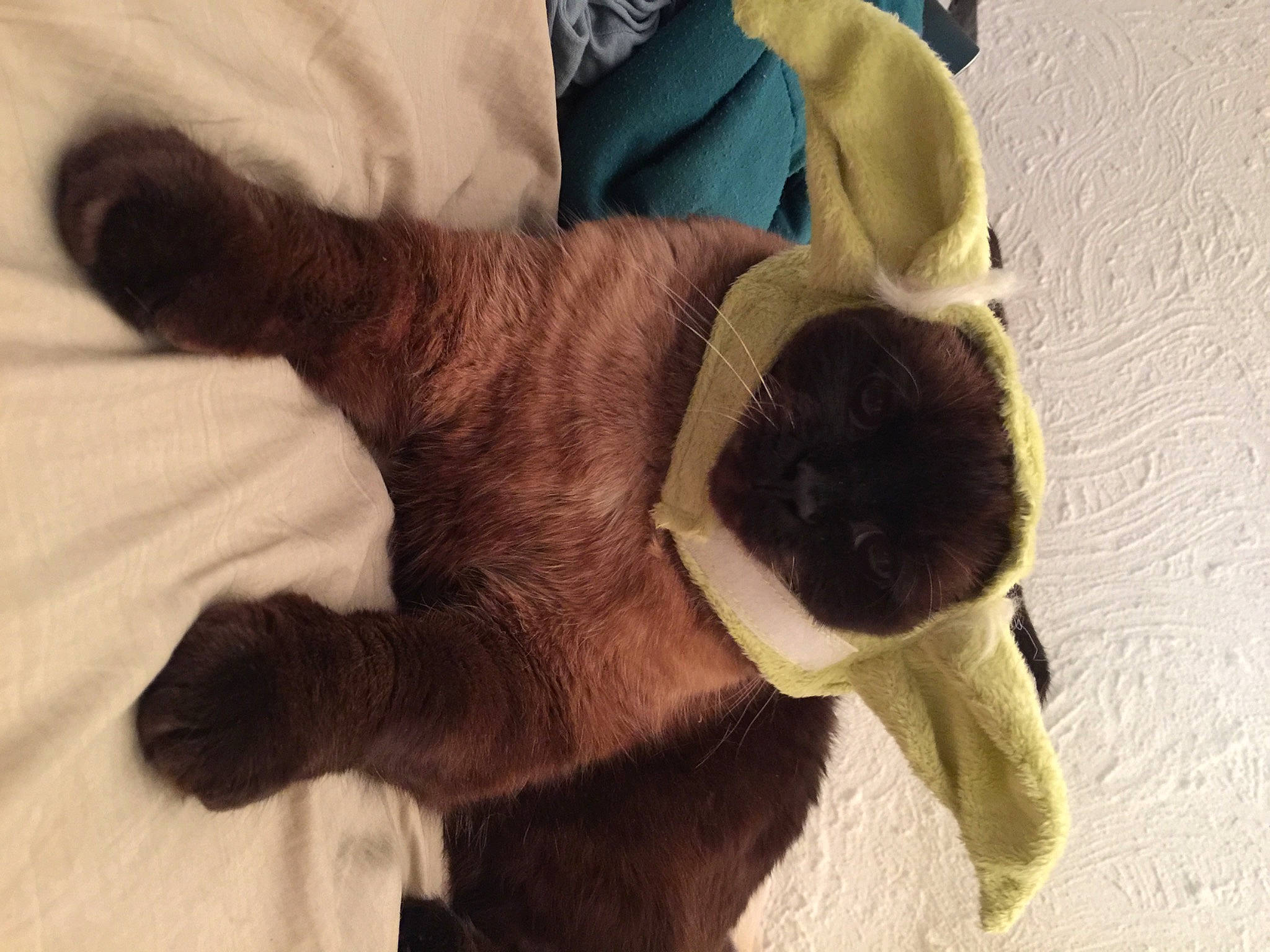 Isabella joined the competition — help win amazing prizes! canidae, carnivore, claw, comfort, companion_dog, dog_breed, fawn, felidae, fur, linens, liver, paw, plush, small_to_medium_sized_cats, sporting_group, stuffed_toy, tail, terrestrial_animal, whiskers, working_animal