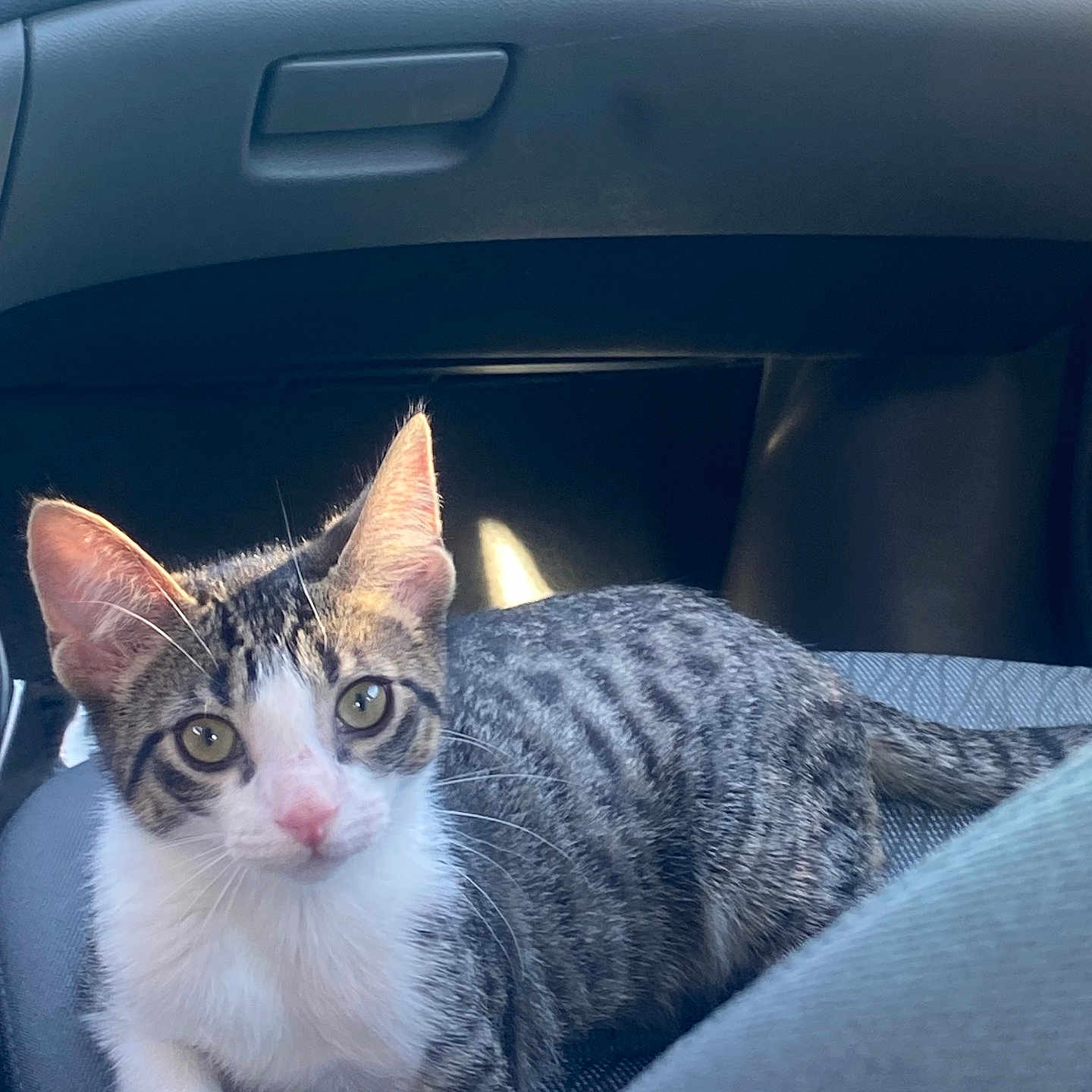 Milo joined the competition — help win amazing prizes! animal, car_interior, cat, closeup, curious, domestic_cat, ears, feline, fur, indoor, kitten, lying_down, pet, resting, seat, striped, sunlight, tabby, whiskers, young_cat