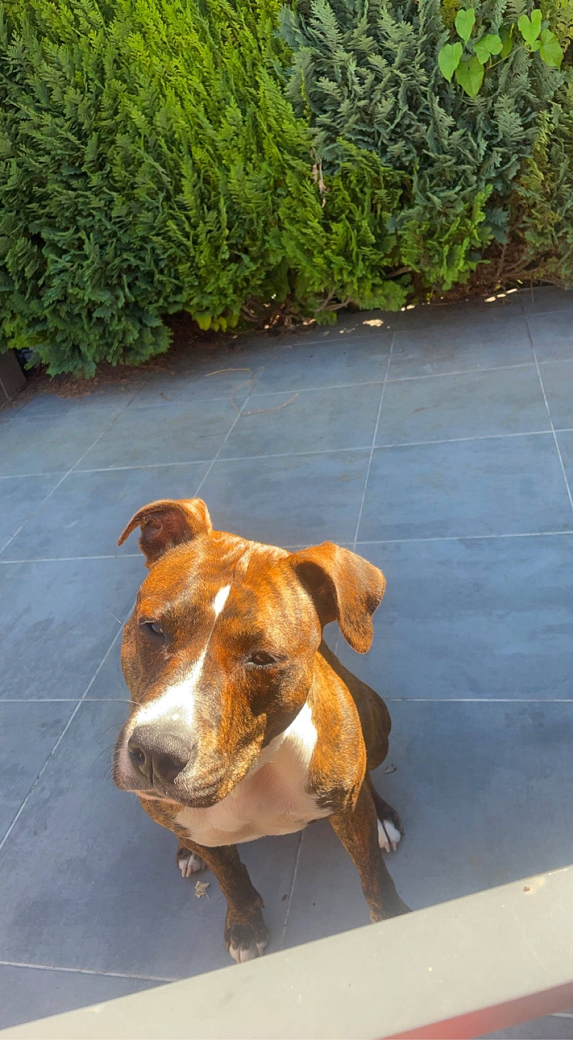 Riya participe au concours pour gagner de l'argent avec cette photo : canidae, carnivore, collar, companion_dog, dog, dog_breed, dog_supply, fawn, flooring, grass, groundcover, hound, liver, pet_supply, plant, road_surface, snout, sporting_group, tail, working_animal